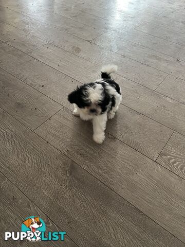 Beautiful Maltese Shitzu Puppies Ready for Forever Home