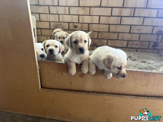 Pure bred Labradors