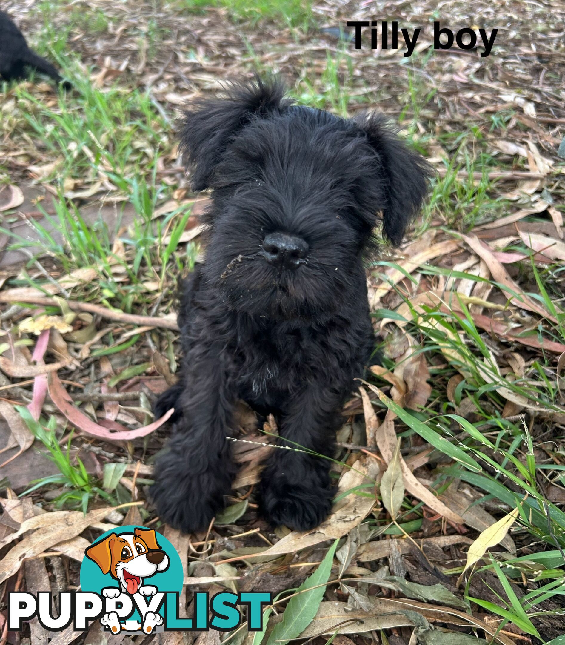 Miniature Schnauzer boys