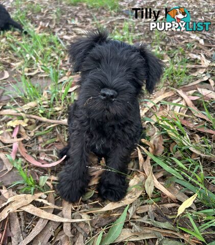 Miniature Schnauzer boys