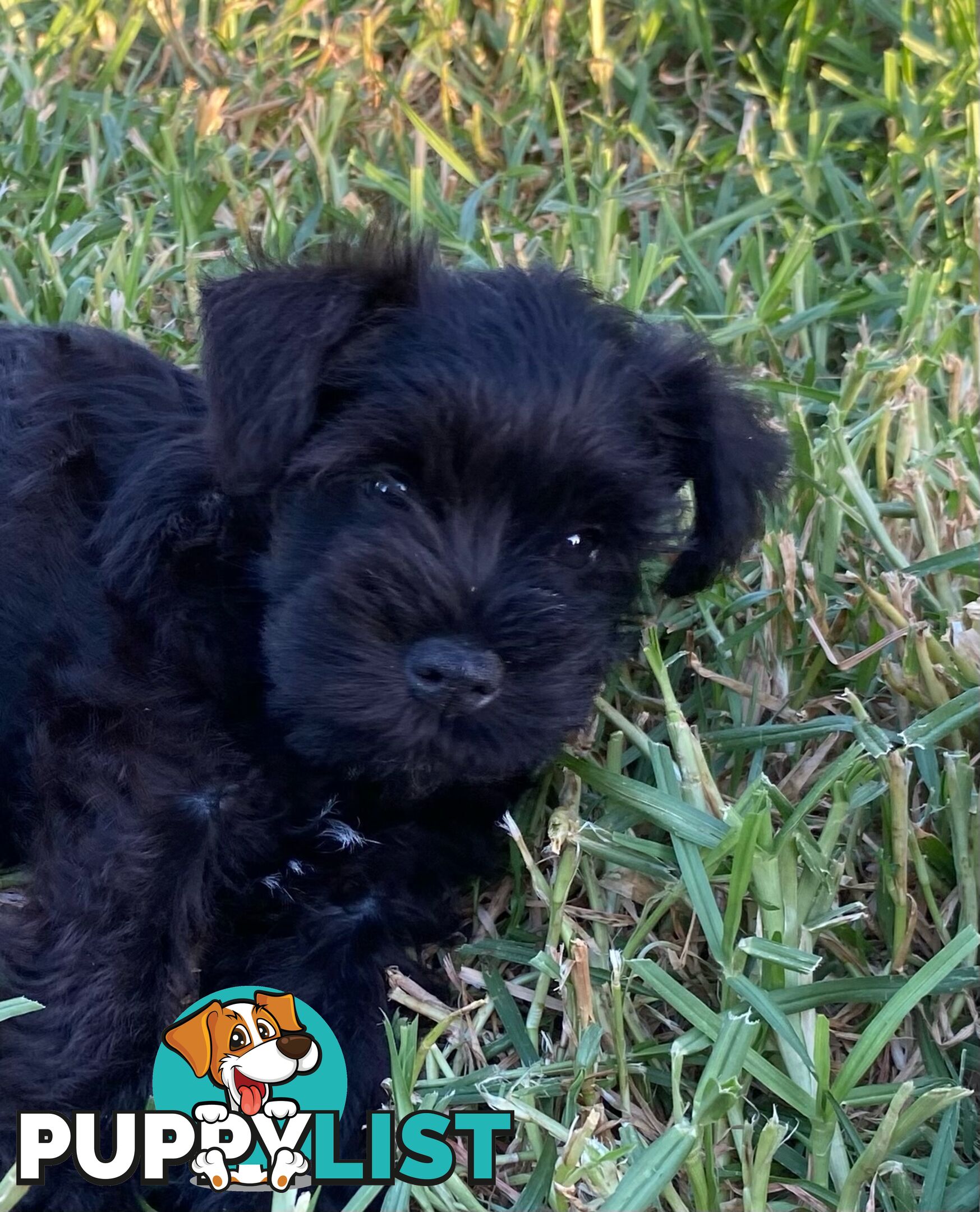 Miniature Schnauzer boys