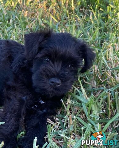 Miniature Schnauzer boys