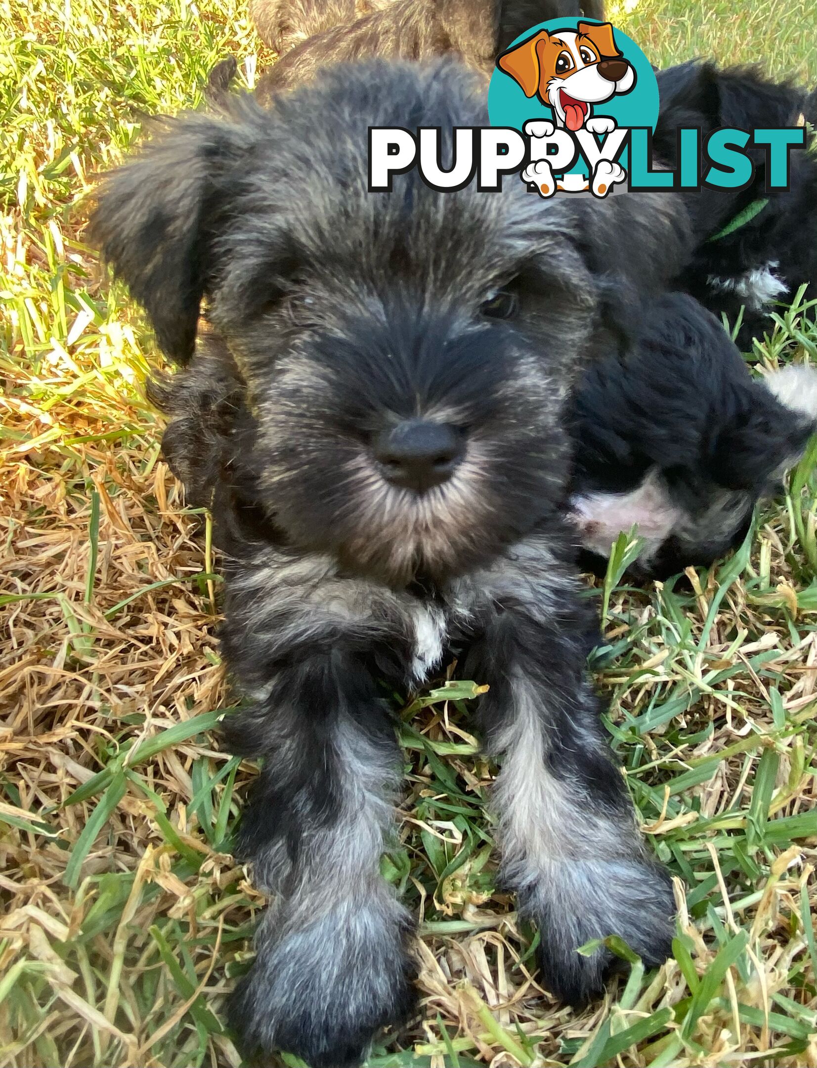 Miniature Schnauzer boys