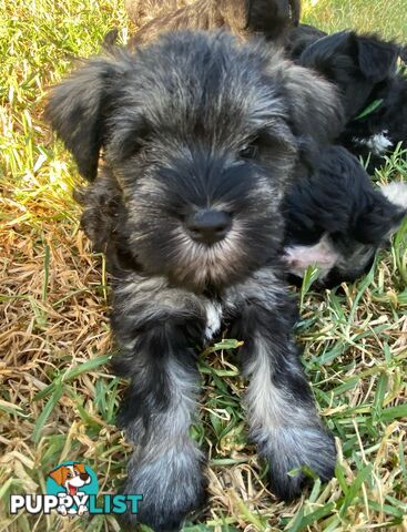 Miniature Schnauzer boys