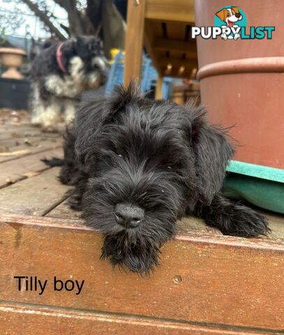 Miniature Schnauzer boys