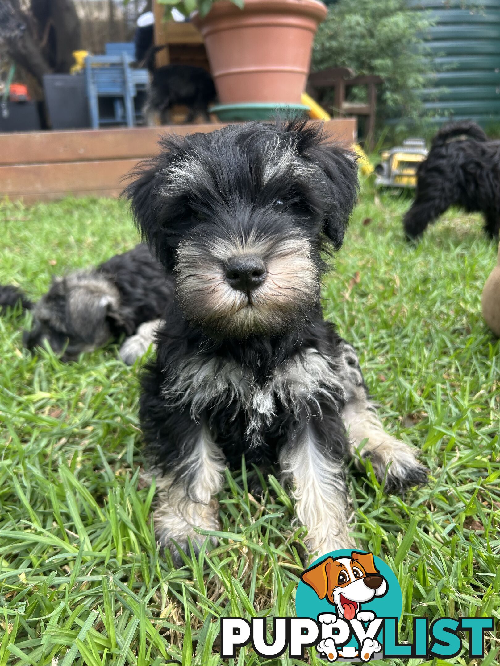 Miniature Schnauzer boys