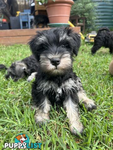 Miniature Schnauzer boys