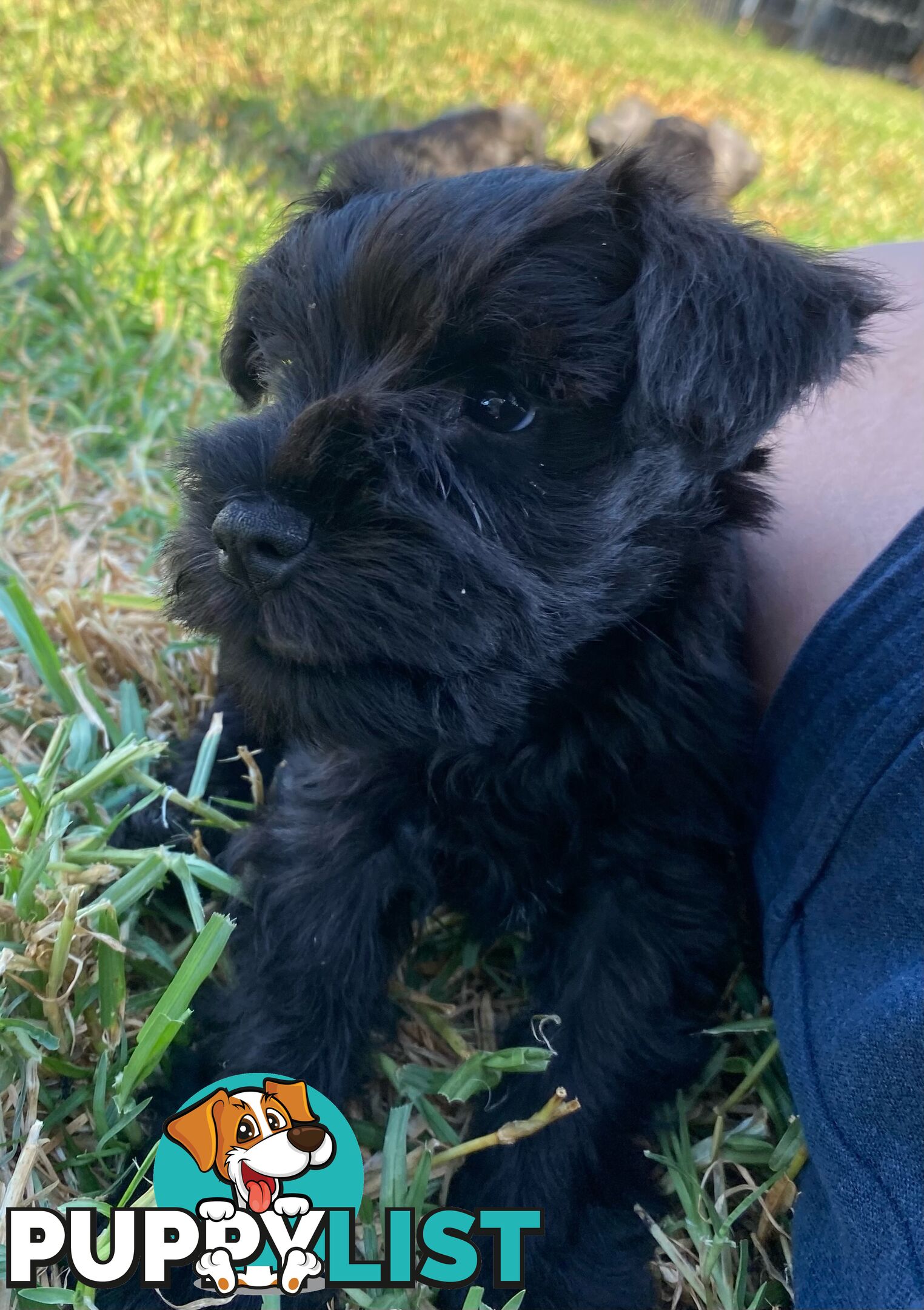 Miniature Schnauzer boys