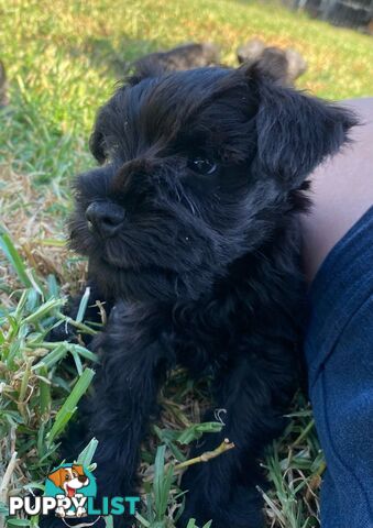 Miniature Schnauzer boys