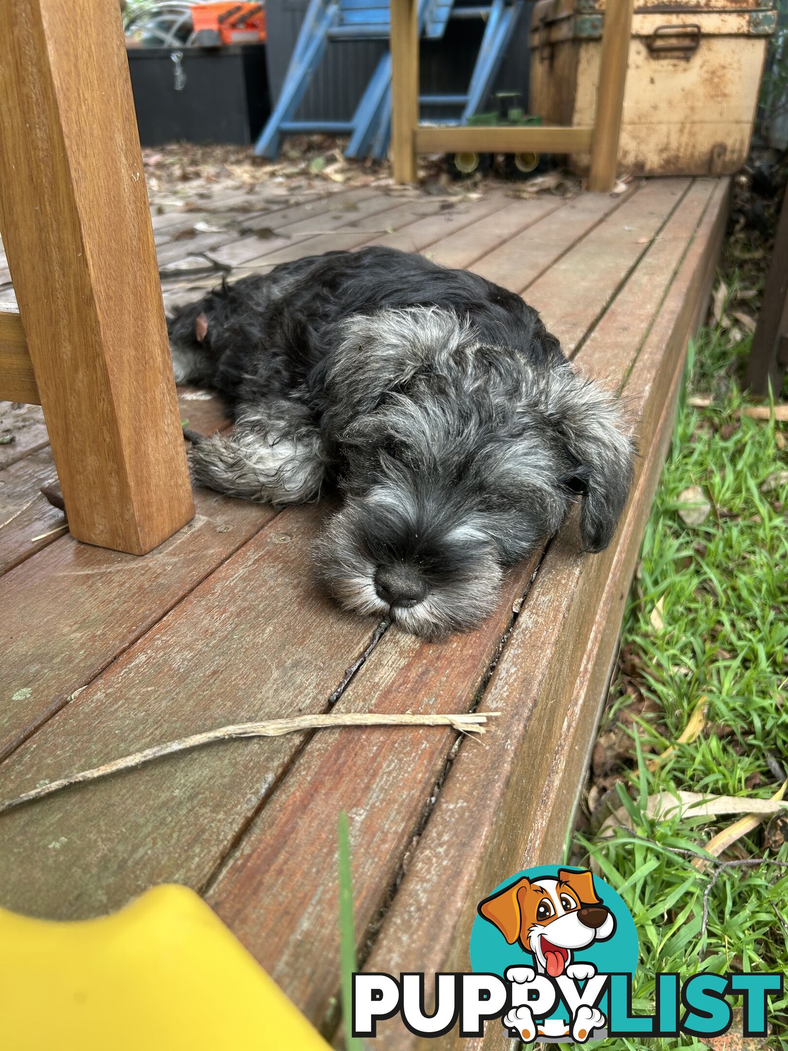 Miniature Schnauzer boys