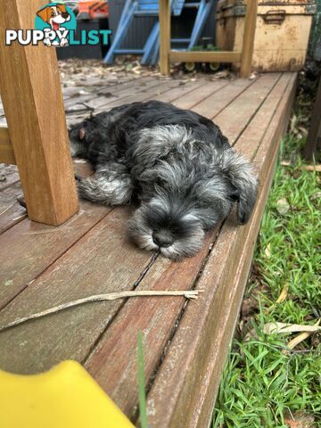 Miniature Schnauzer boys