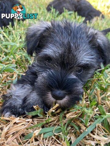 Miniature Schnauzer boys