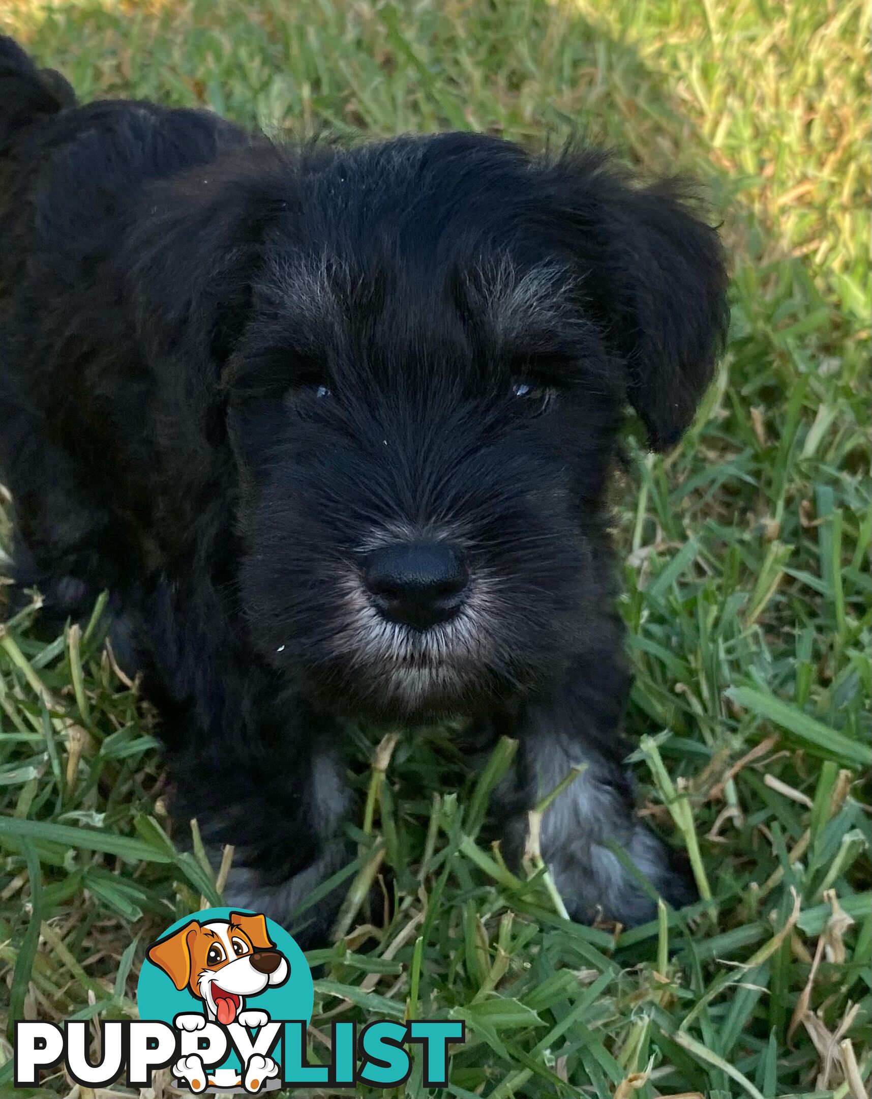 Miniature Schnauzer boys