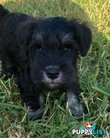 Miniature Schnauzer boys