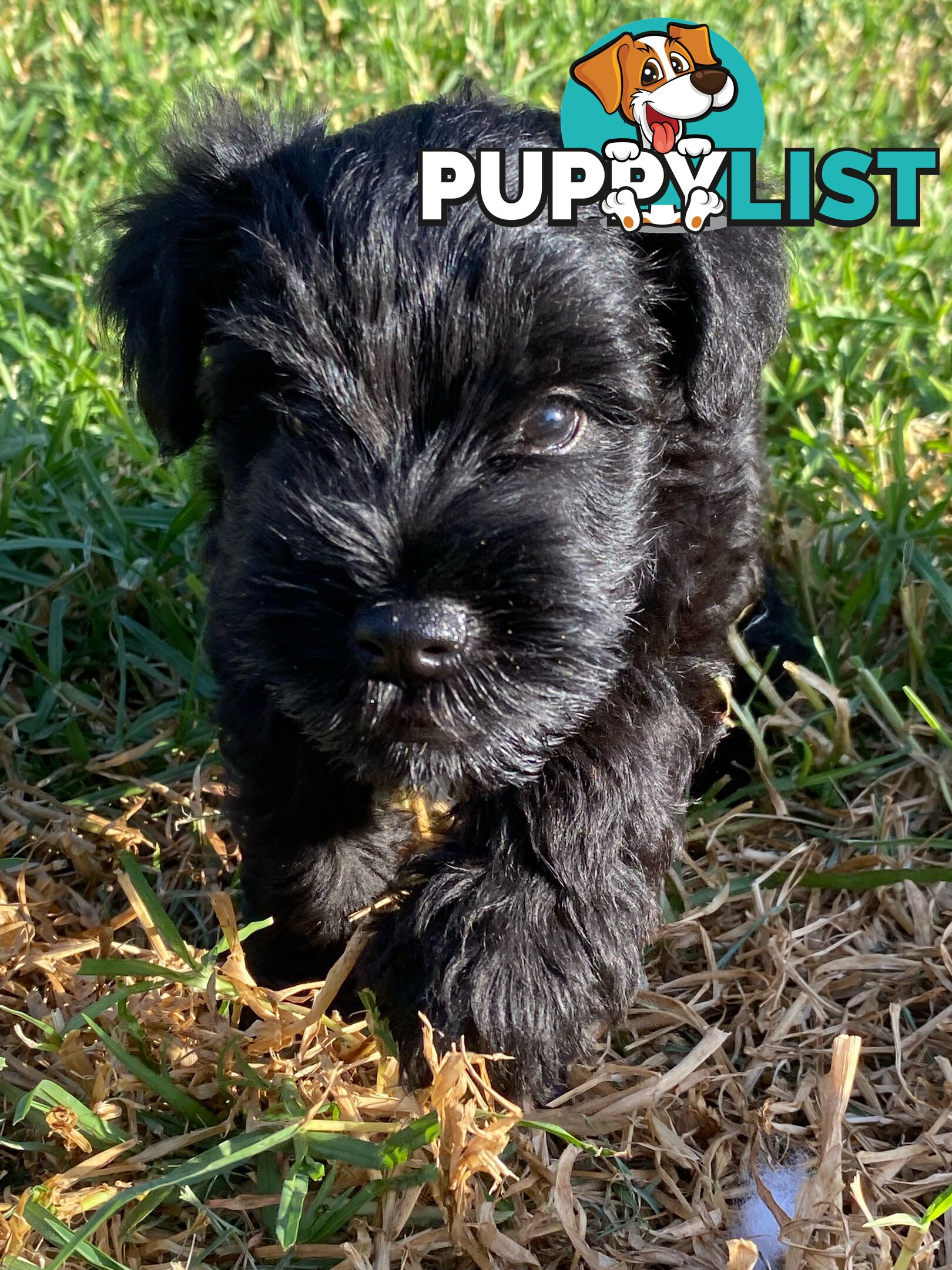 Miniature Schnauzer boys