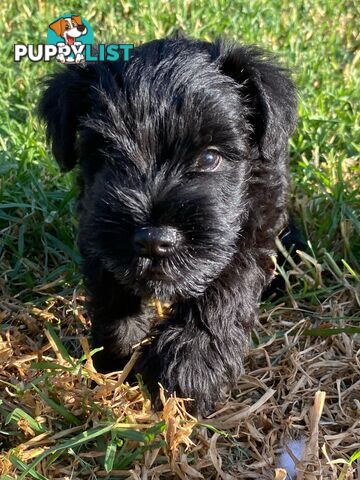 Miniature Schnauzer boys