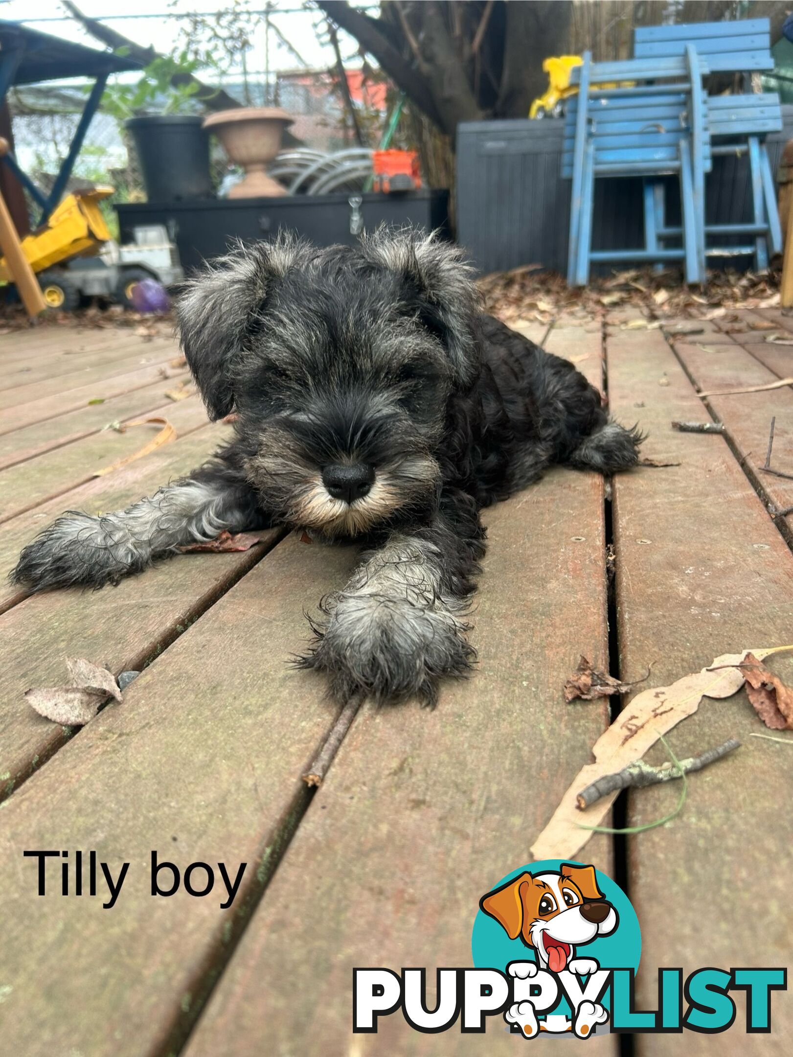 Miniature Schnauzer boys