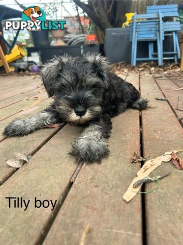 Miniature Schnauzer boys