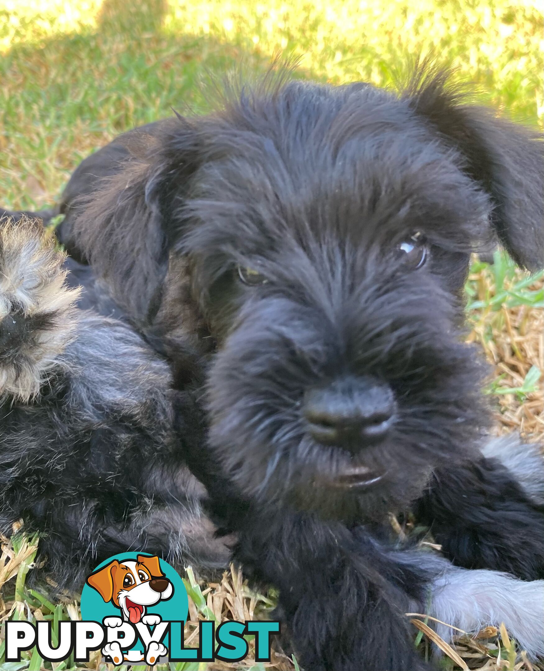 Miniature Schnauzer boys