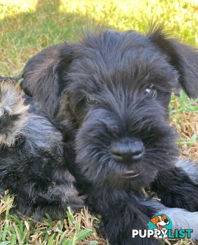 Miniature Schnauzer boys