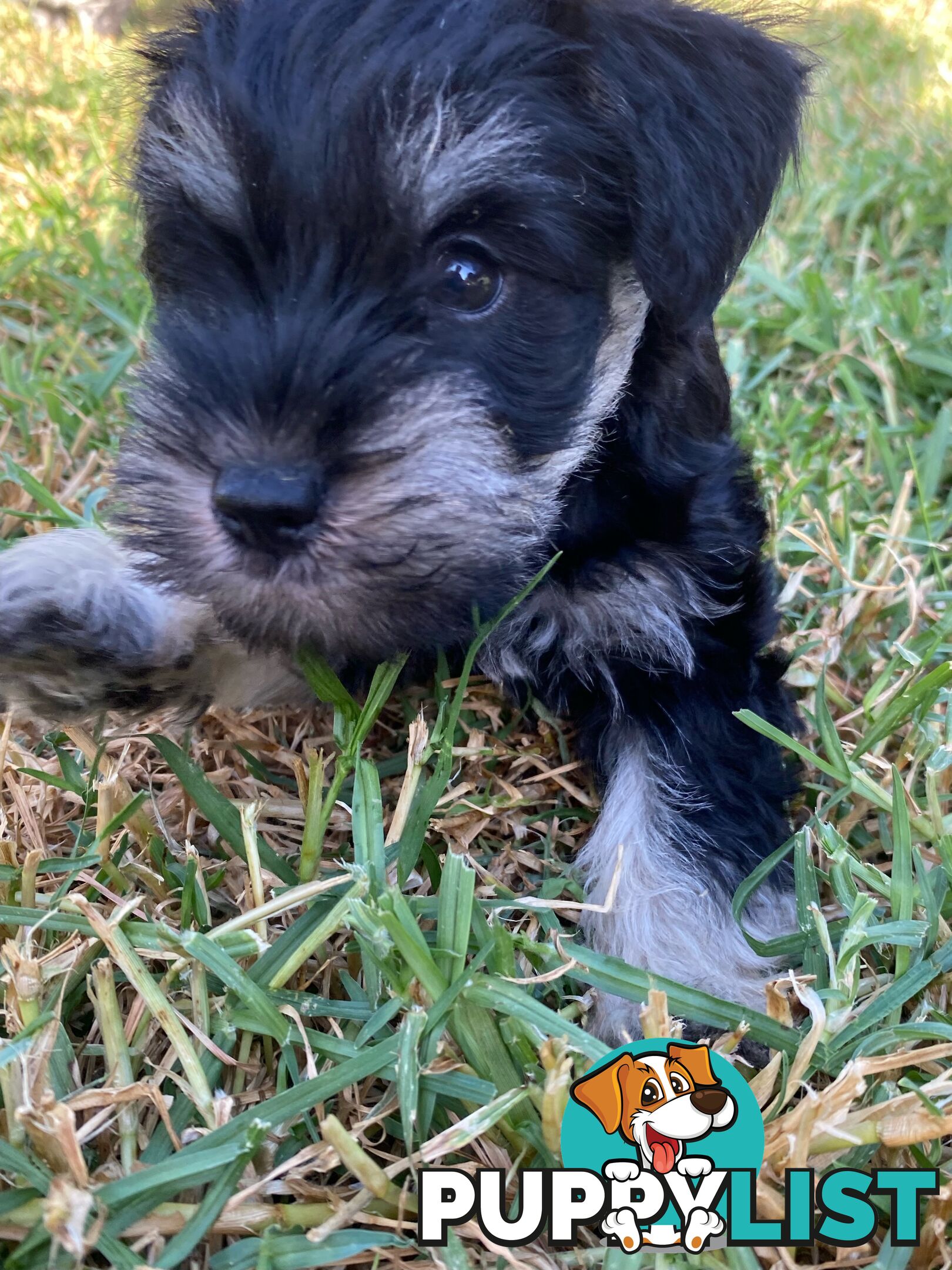 Miniature Schnauzer boys