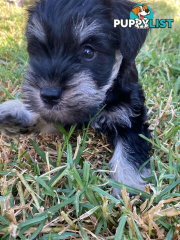 Miniature Schnauzer boys