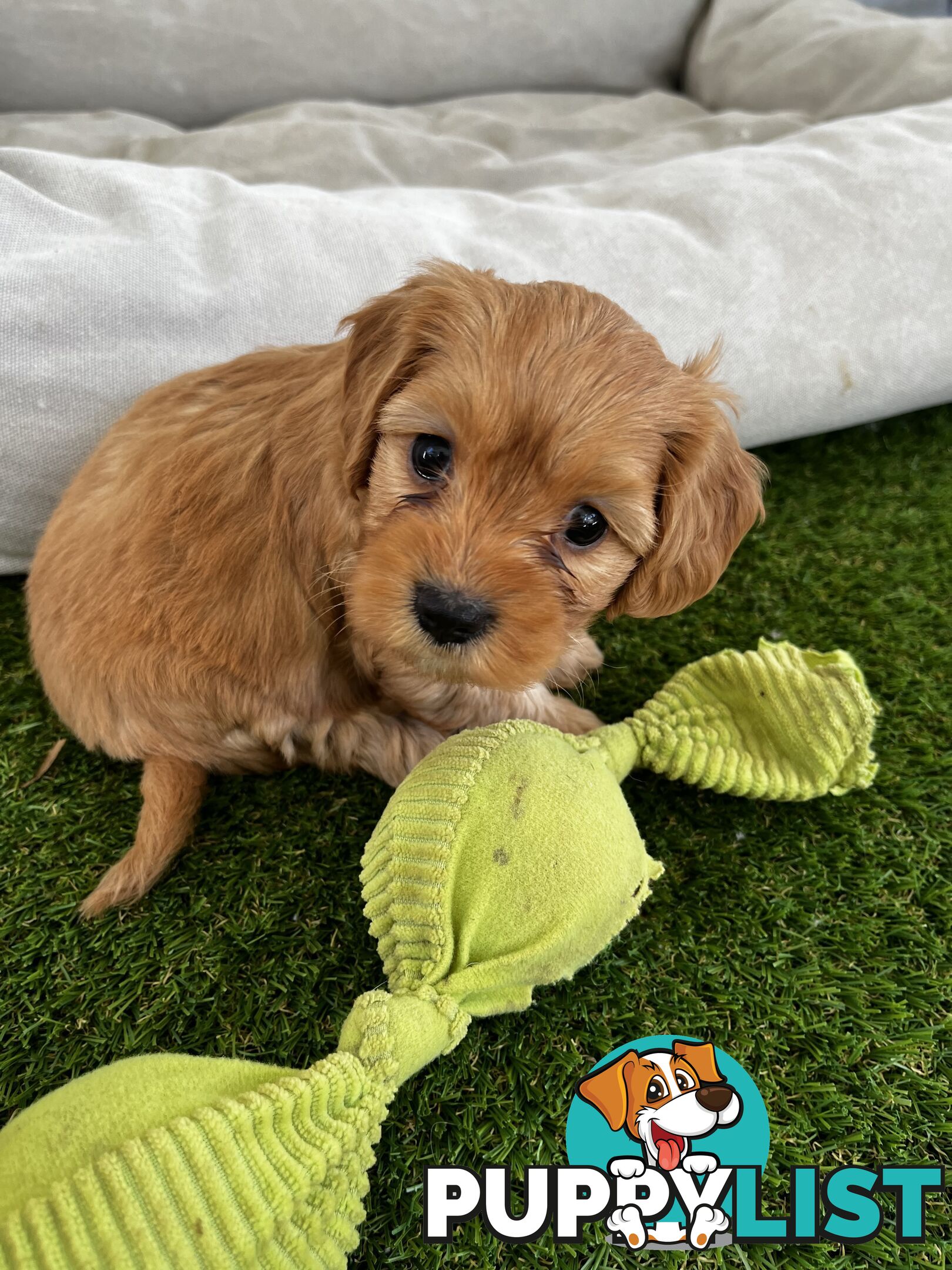 Adorable Cavoodle Puppies