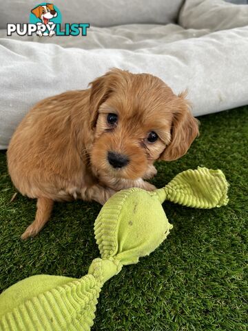 Adorable Cavoodle Puppies