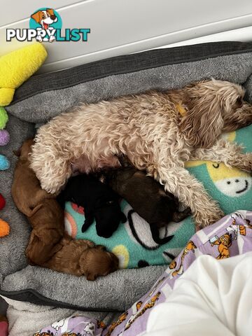 Adorable Cavoodle Puppies