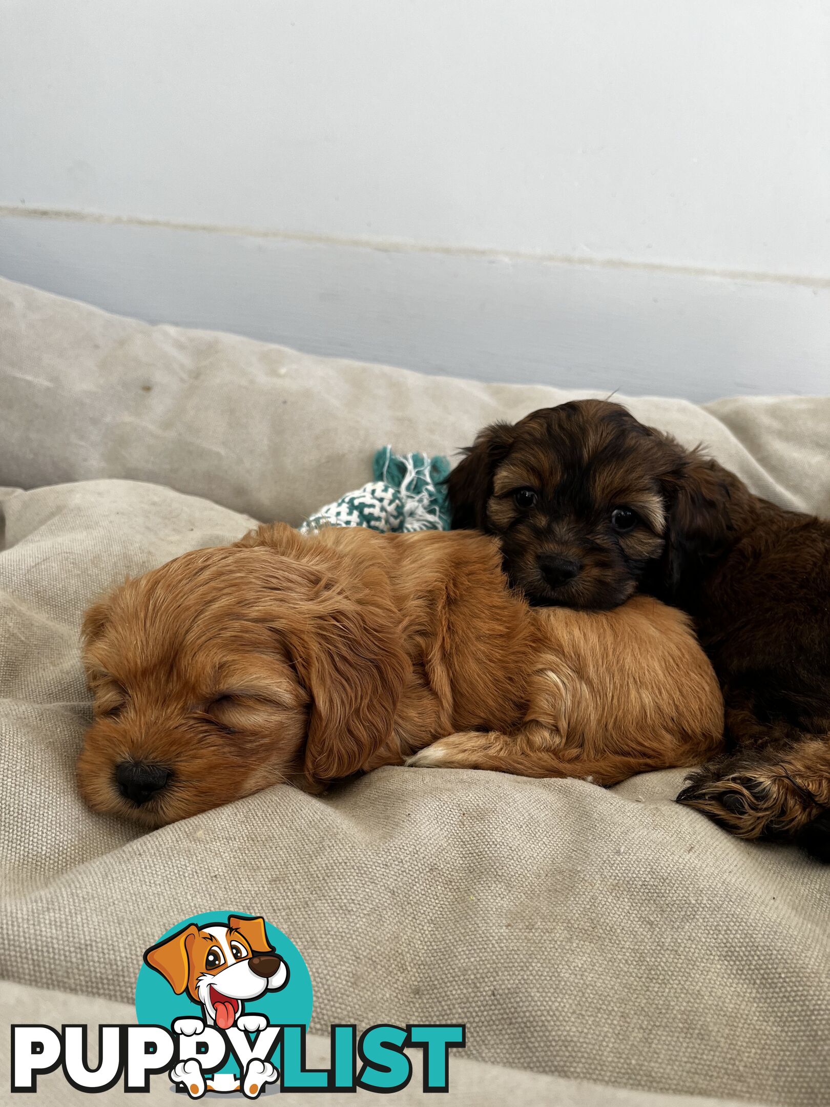 Adorable Cavoodle Puppies