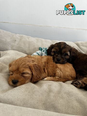 Adorable Cavoodle Puppies