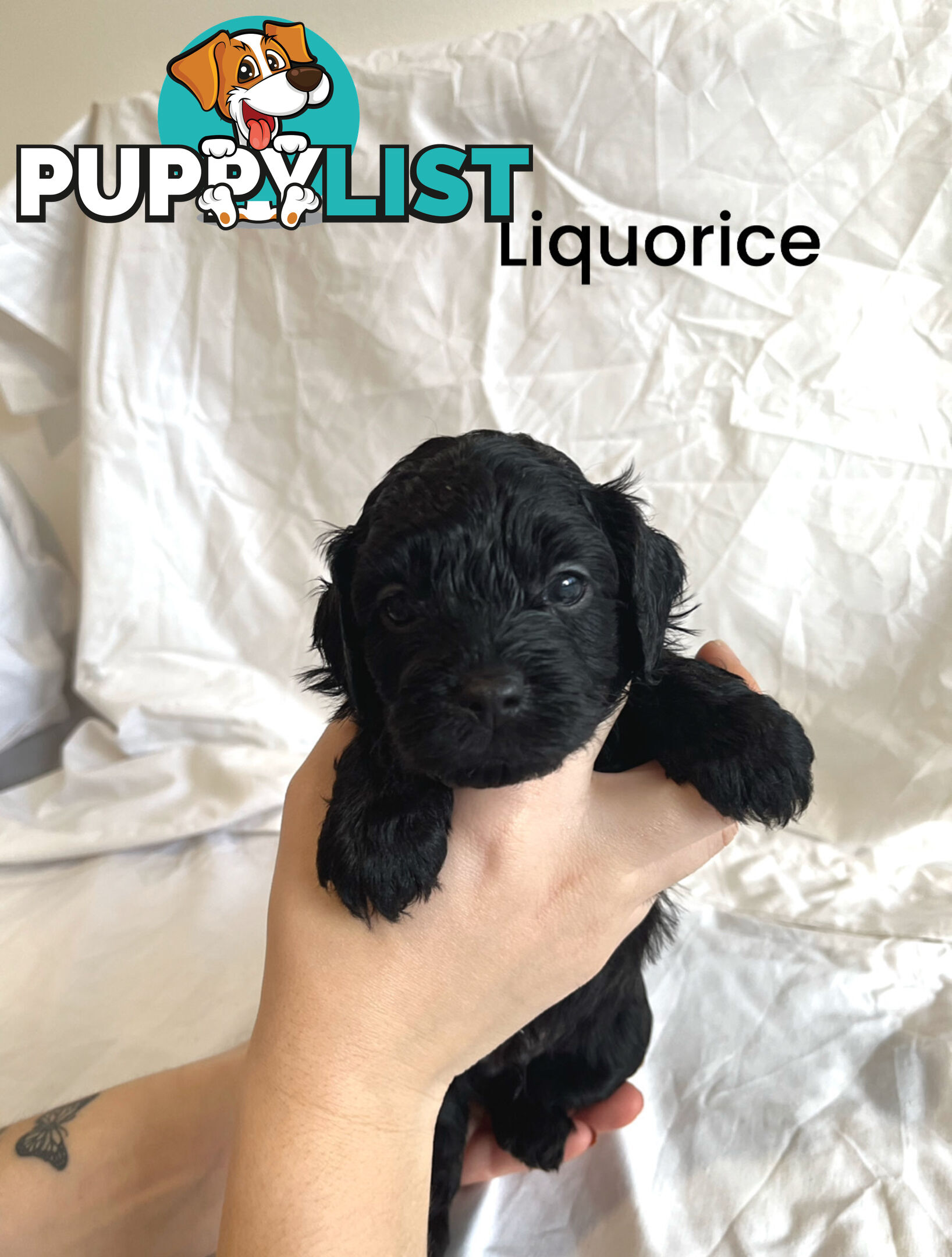 Adorable Cavoodle Puppies