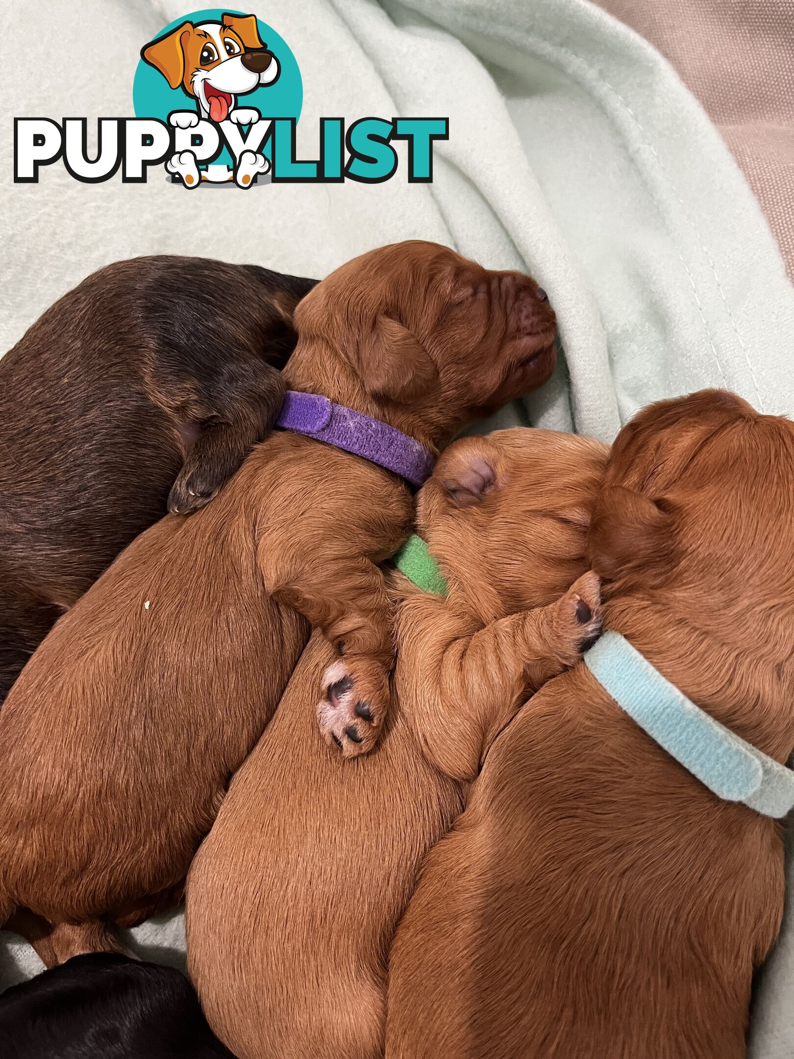 Adorable Cavoodle Puppies