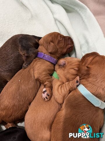 Adorable Cavoodle Puppies