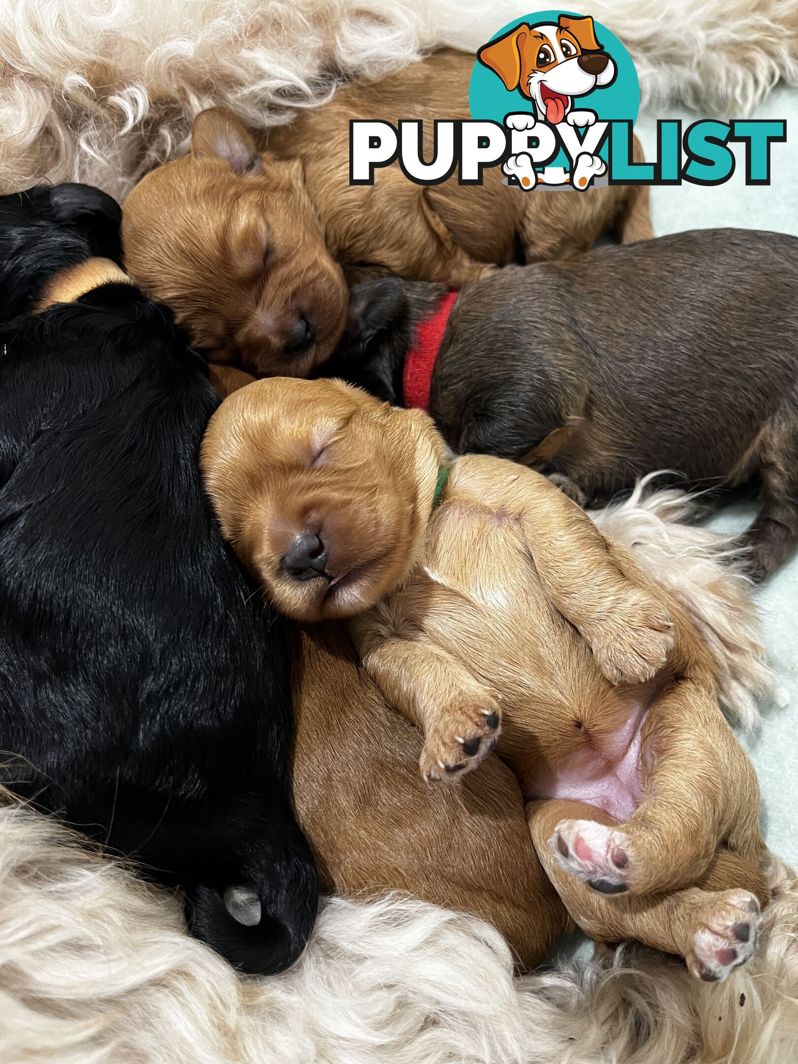 Adorable Cavoodle Puppies