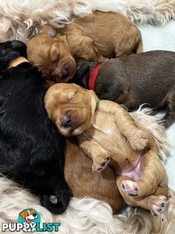 Adorable Cavoodle Puppies