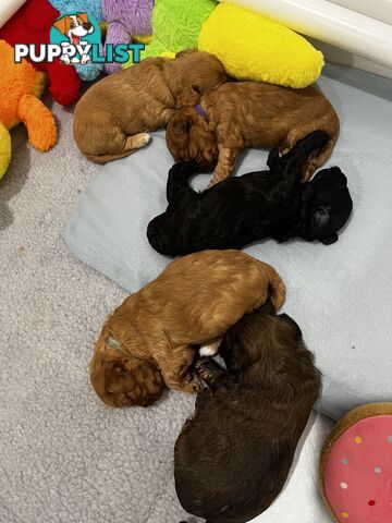 Adorable Cavoodle Puppies