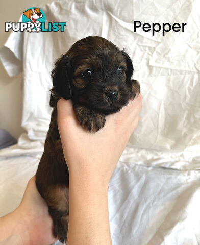 Adorable Cavoodle Puppies