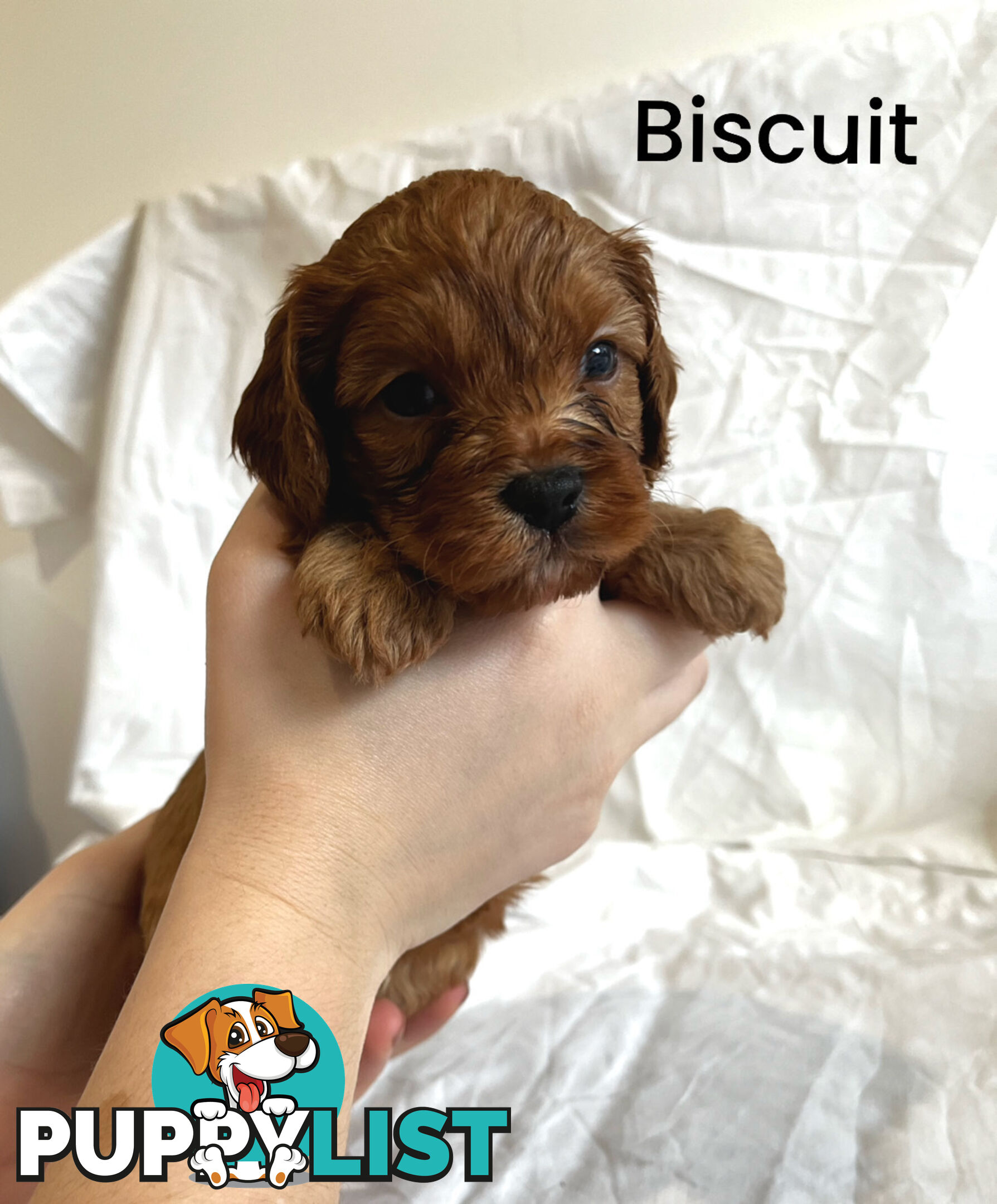 Adorable Cavoodle Puppies