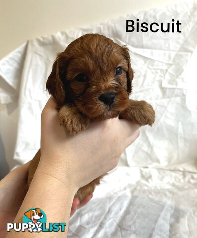 Adorable Cavoodle Puppies