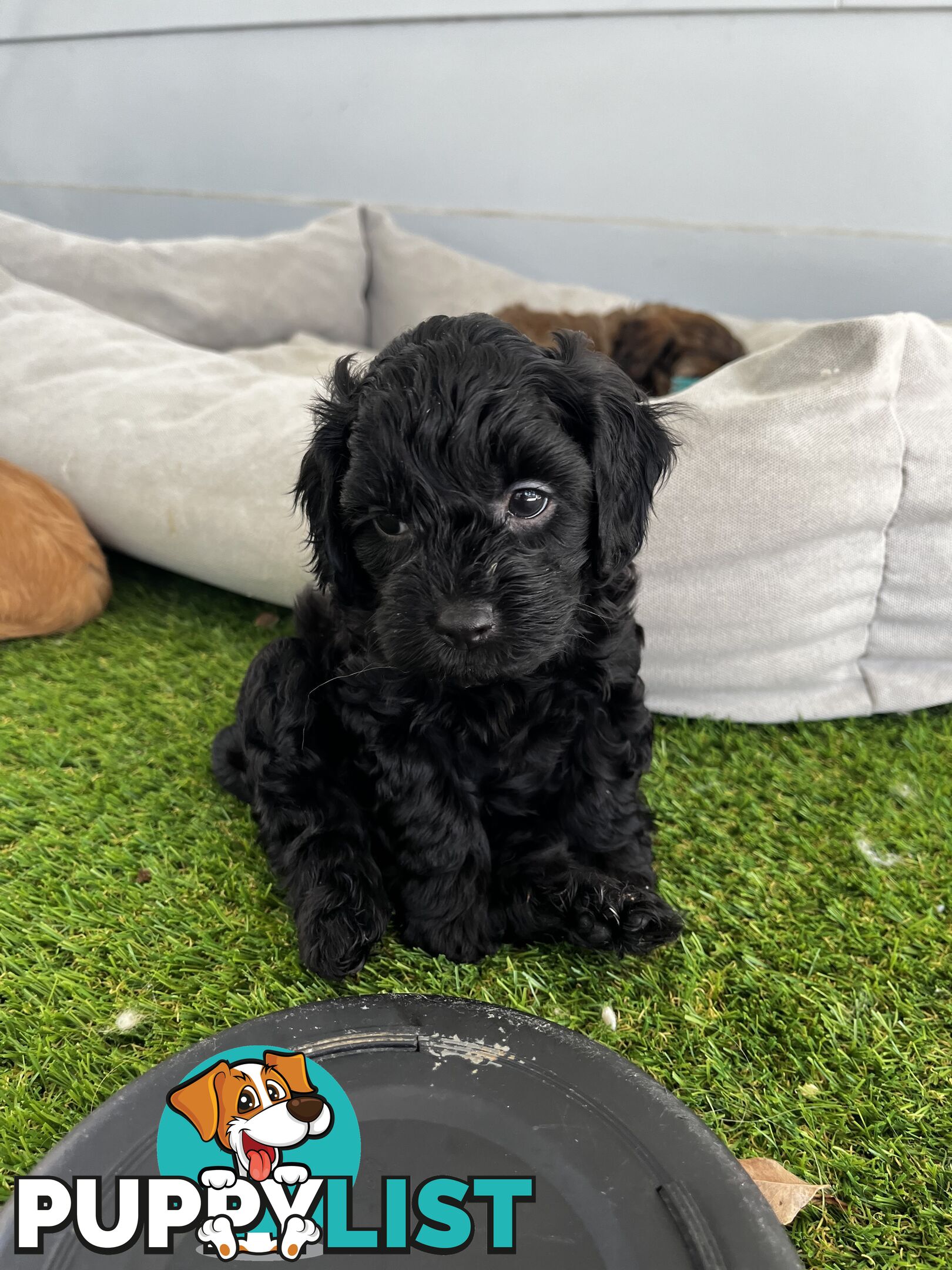 Adorable Cavoodle Puppies