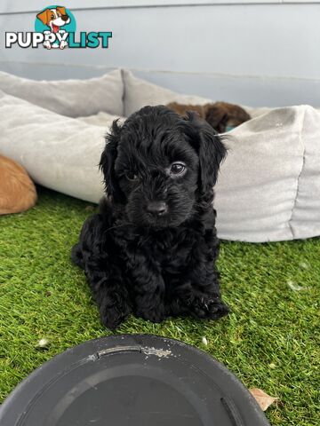 Adorable Cavoodle Puppies