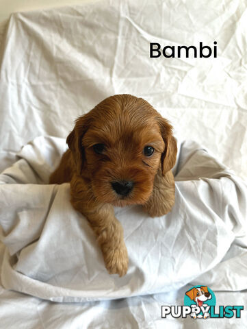 Adorable Cavoodle Puppies