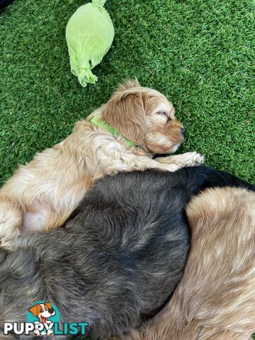 Adorable Cavoodle Puppies