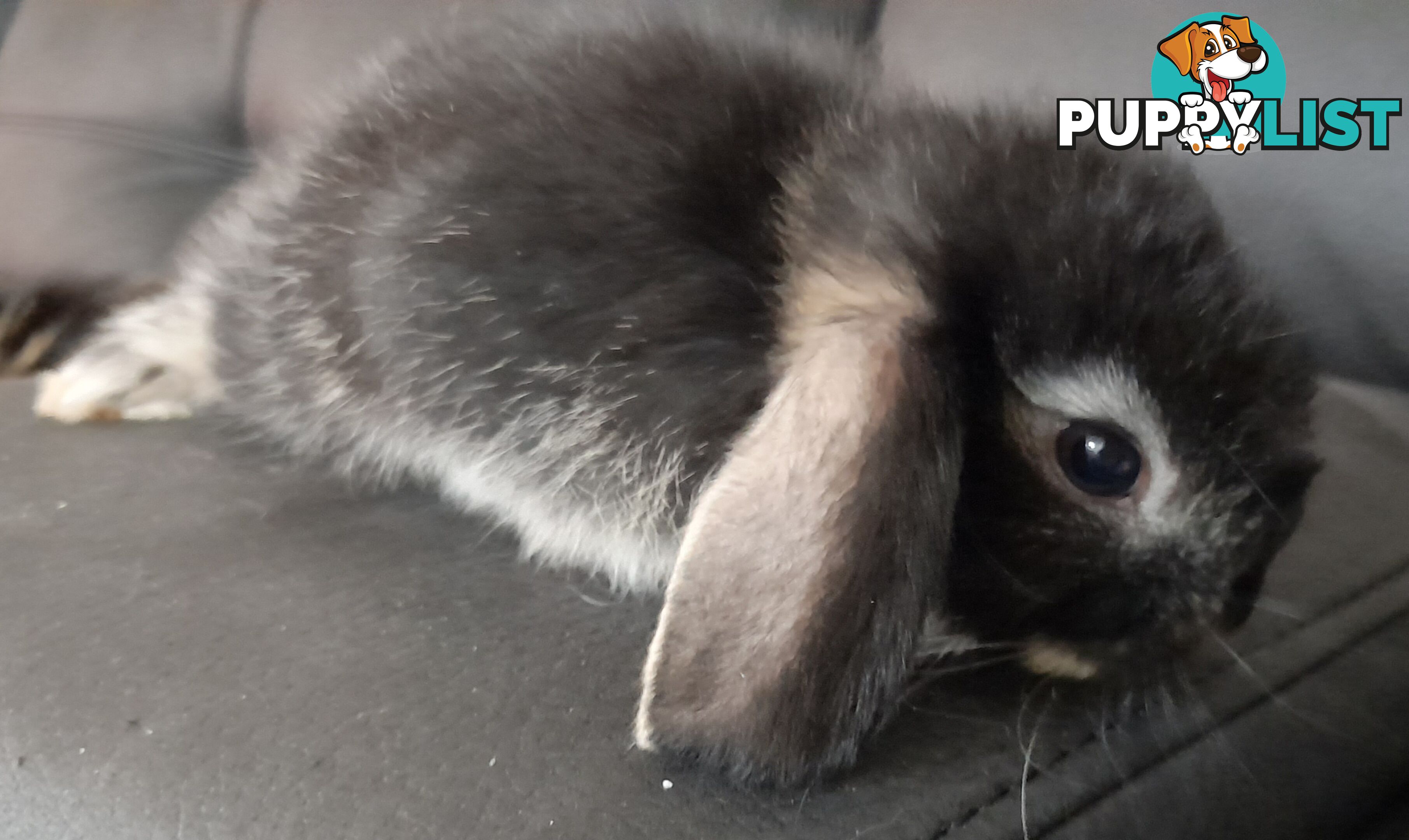 Purebred Black Otta Mini lop Rabbit.