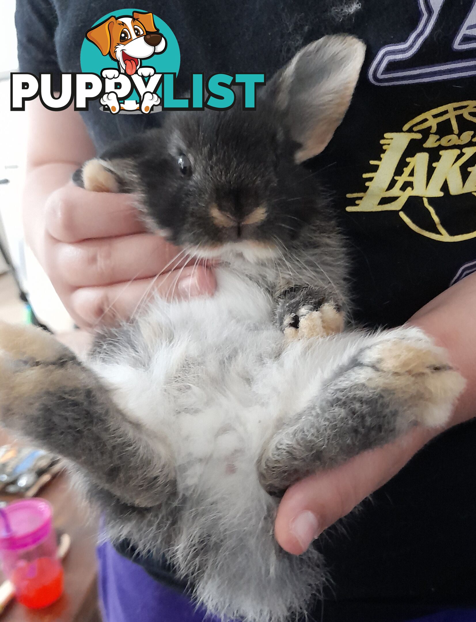 Purebred Black Otta Mini lop Rabbit.