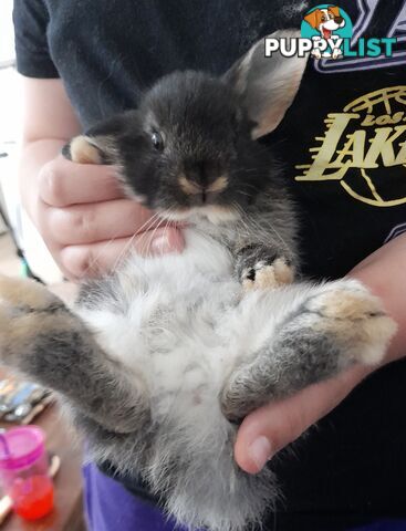 Purebred Black Otta Mini lop Rabbit.