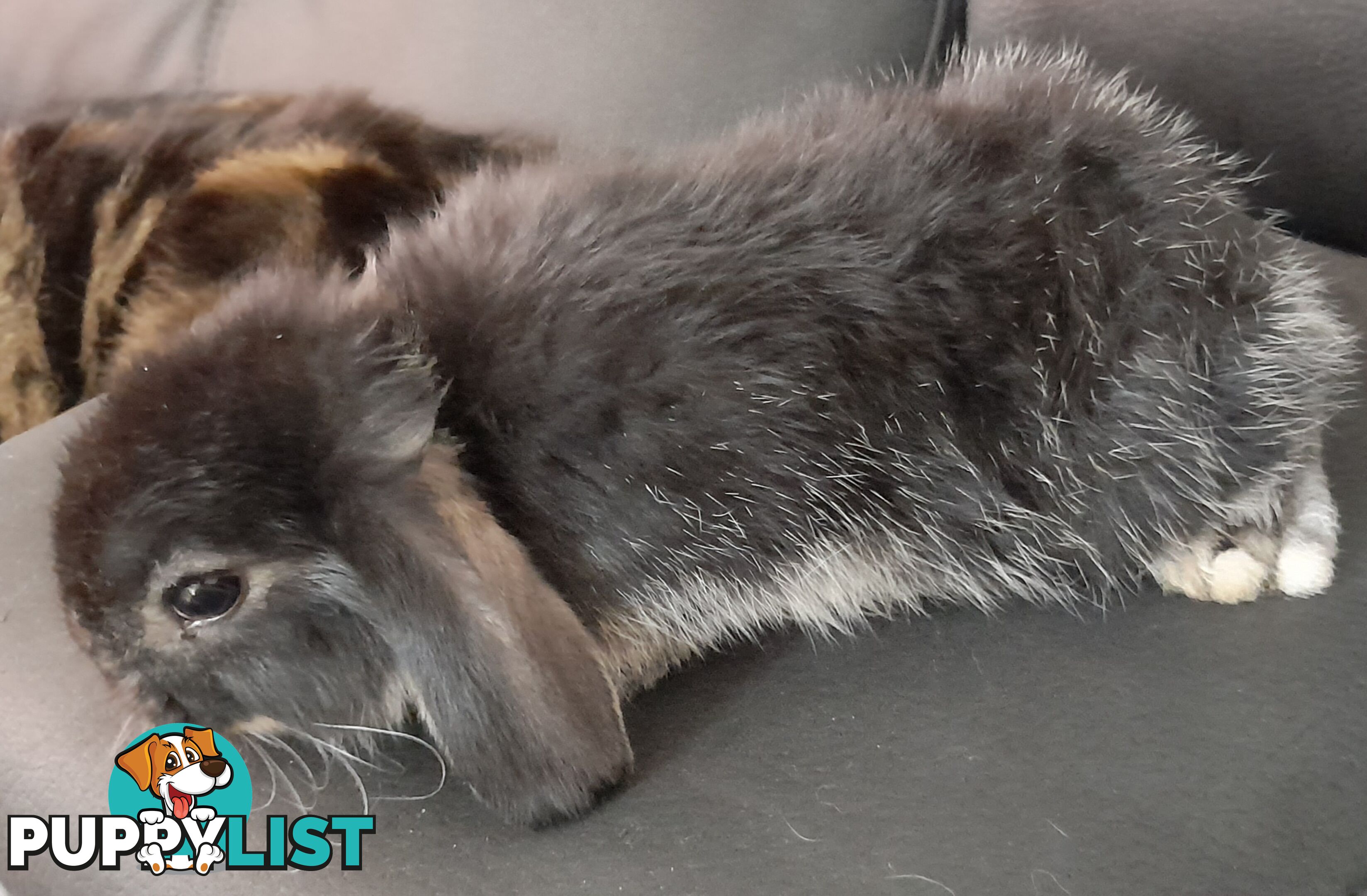 Purebred Black Otta Mini lop Rabbit.