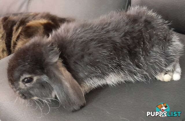 Purebred Black Otta Mini lop Rabbit.