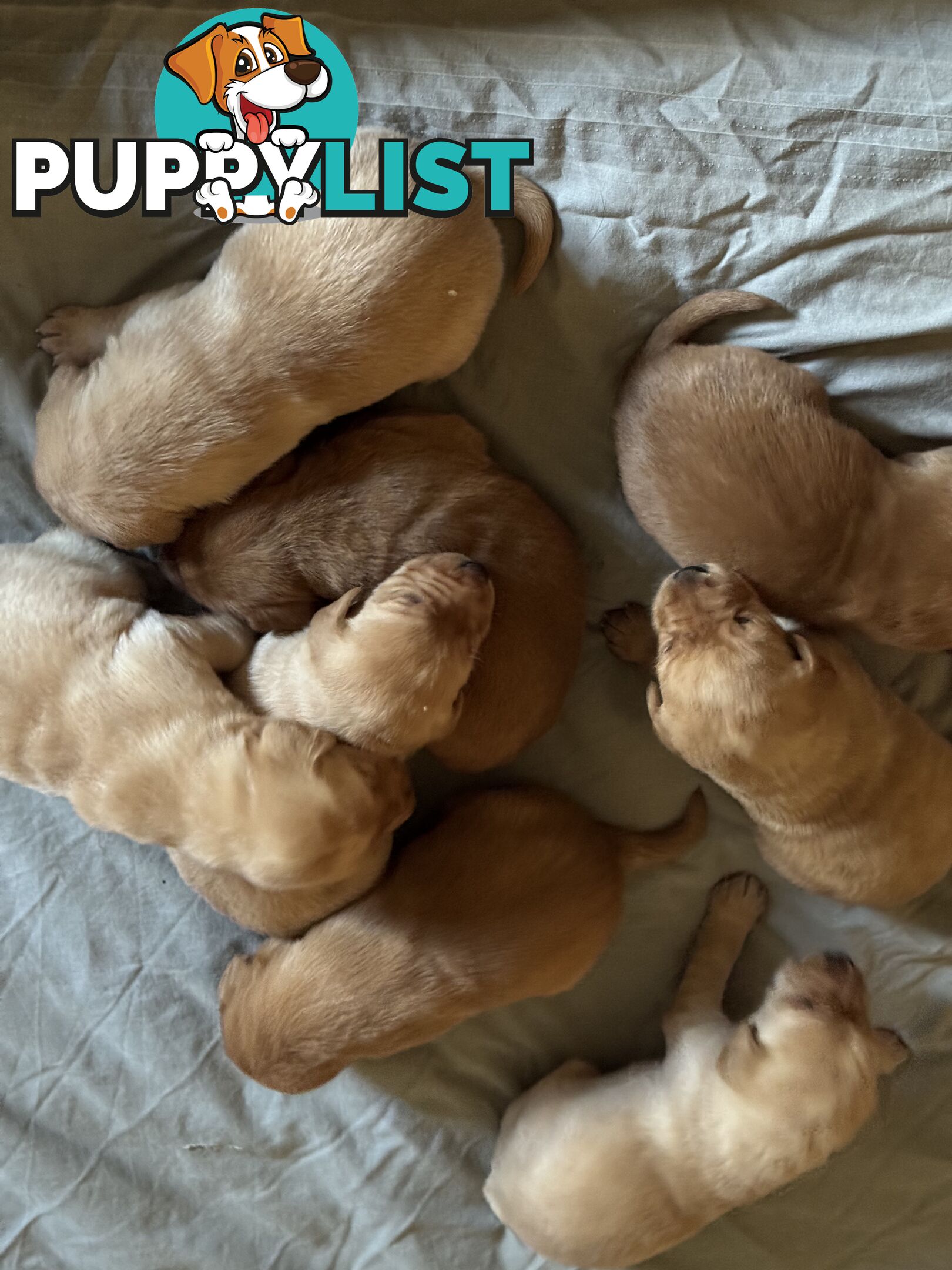 Labrador pup